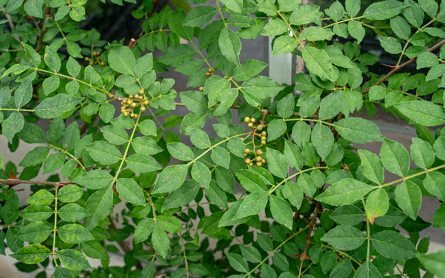 Chinesischer Pfeffer (Pflanze)