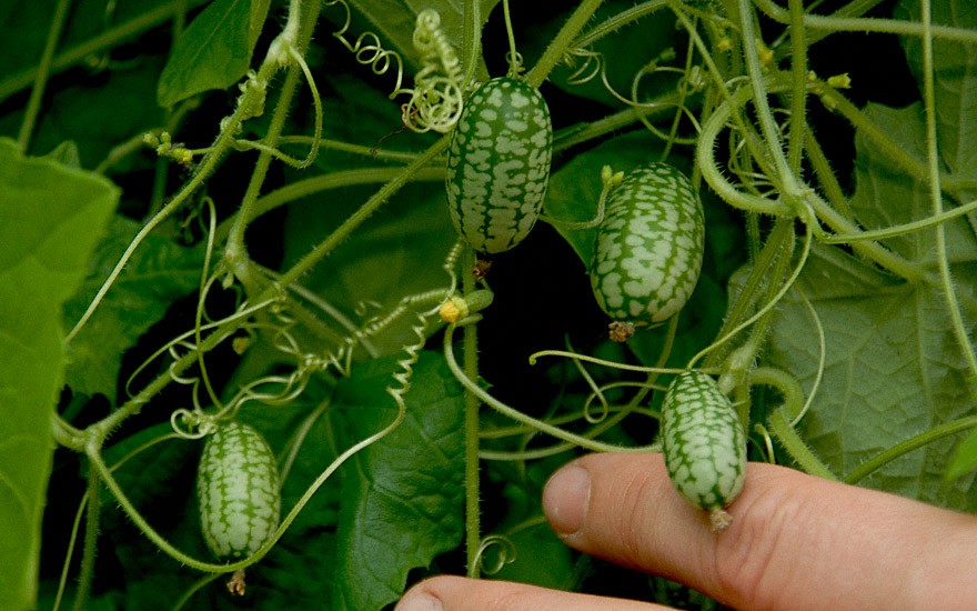 Melothria scabra Minifrucht 1 cm Mexikanische Mini-Gurke 15 Samen 