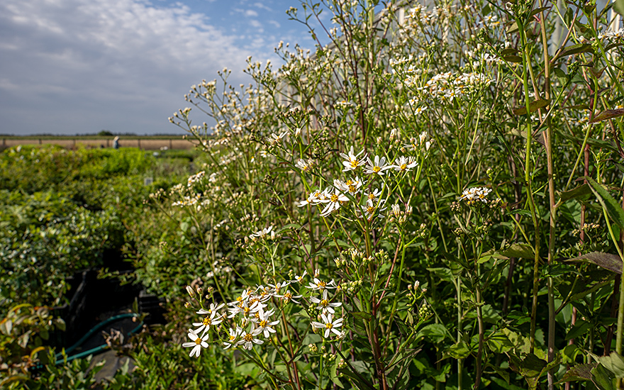 Koreanische Aster, Chwinamul (Saatgut)
