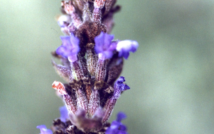 Lavendel 'Goodwin Creek' (Pflanze)