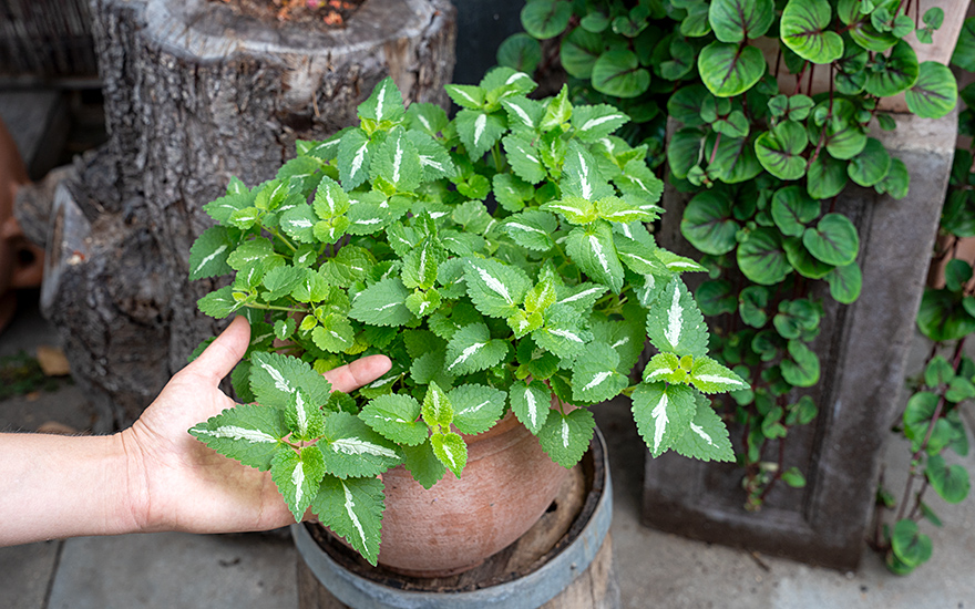 Gefleckte Taubnessel (Pflanze)