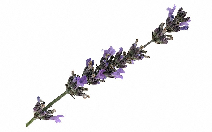 Provence-Lavendel 'Speciale' (Pflanze)