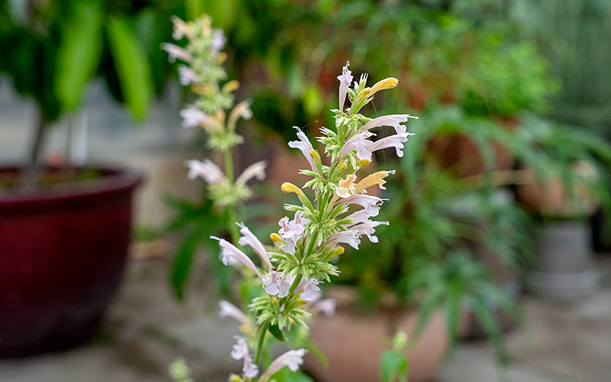 Agastache 'Champagne' (Pflanze)