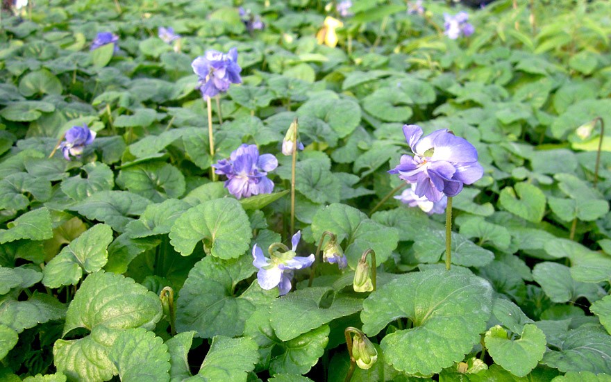 Parmaveilchen (Pflanze)