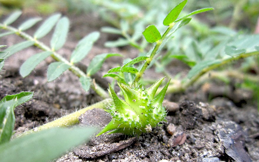 Tribulus (Saatgut)