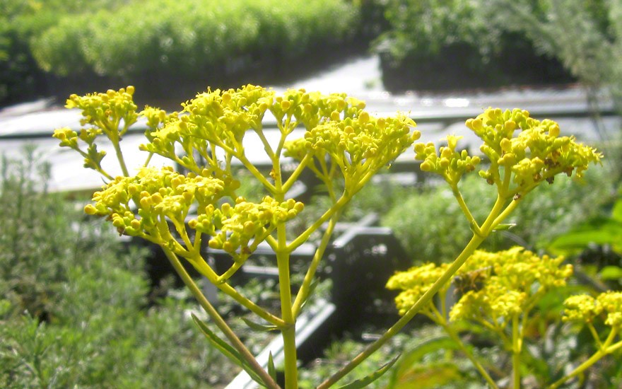 Goldbaldrian, gelb (Pflanze)