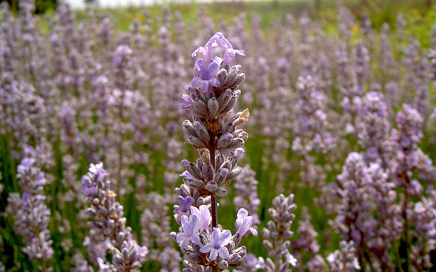 Lavendel 'Miss Katherine' (Pflanze)