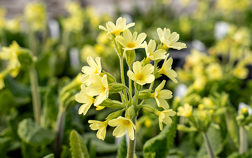 Hohe Schlüsselblume (Pflanze)
