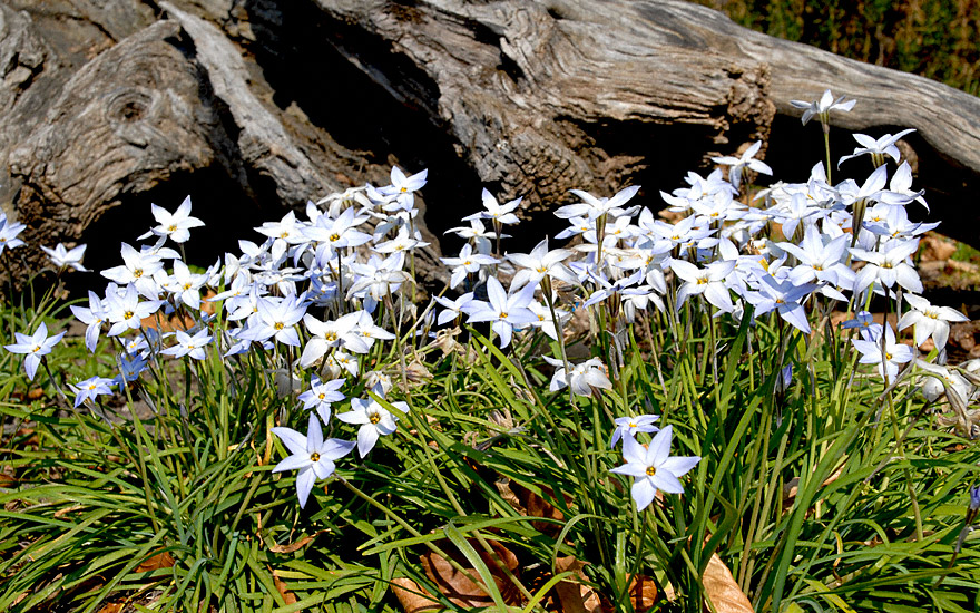 Sternblume (Pflanze)