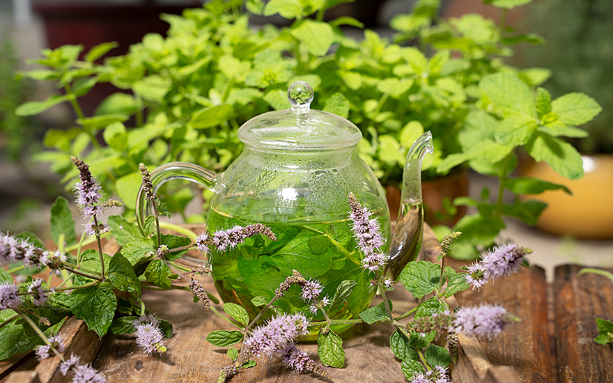 Eukalyptus-Minze (Pflanze)