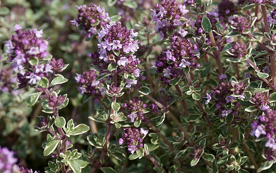 Silberthymian (Pflanze)