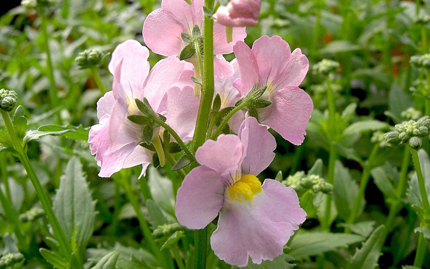 Duft-Nemesie 'Karoo Pink' (Pflanze)