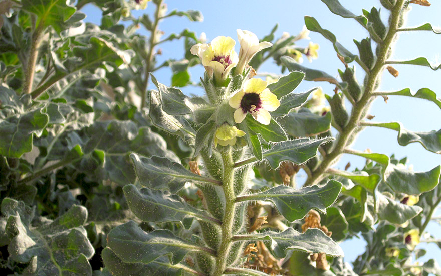 Schwarzes Bilsenkraut (Saatgut)