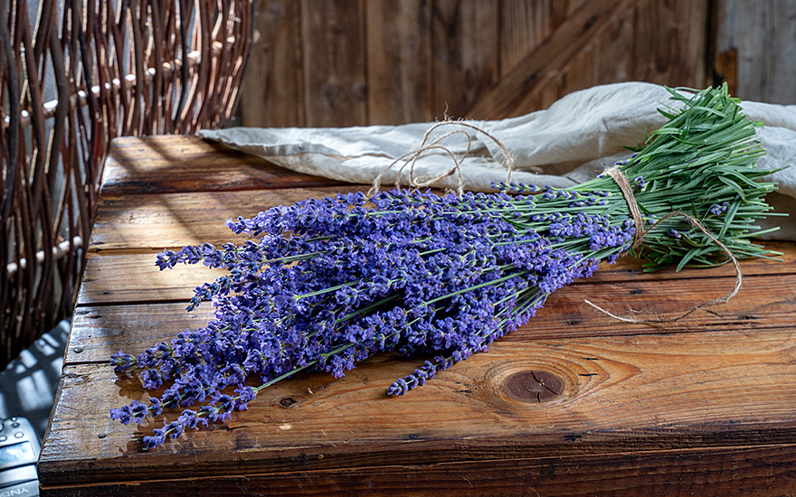 Lavendel &#039;Cecilia&#039; (Pflanze)