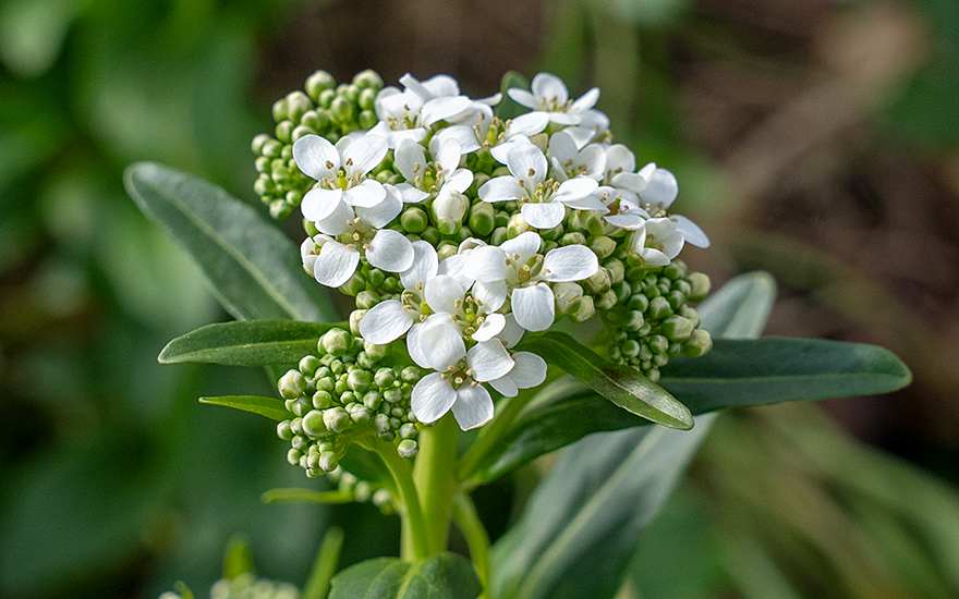 Turkmenische Knoblauchkresse (Pflanze)