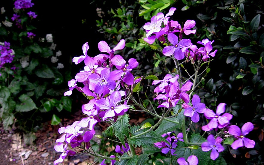 Silberblatt, violett (Saatgut)