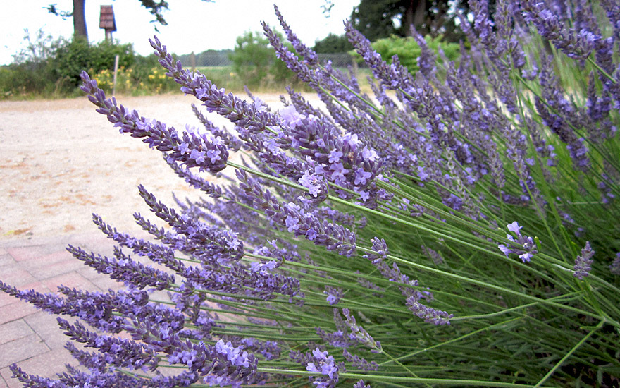 Provence-Lavendel \'Felibre\' Lavendel Duftpflanzen Labkraut-Lungenkraut und | | Kräuter & (Pflanze) | Pflanzen | Rühlemann\'s Saatgut
