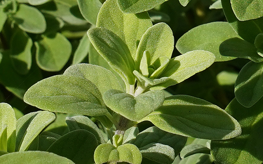 Zypern-Majoran (Pflanze)