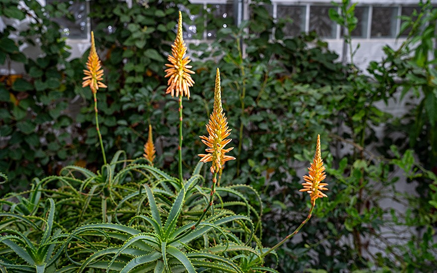 Baum-Aloe (Saatgut)