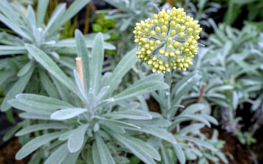 Orientalische Strohblume (Pflanze)
