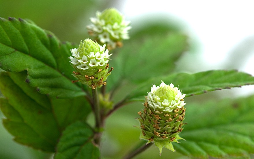 Aztekisches Süßkraut (Pflanze)