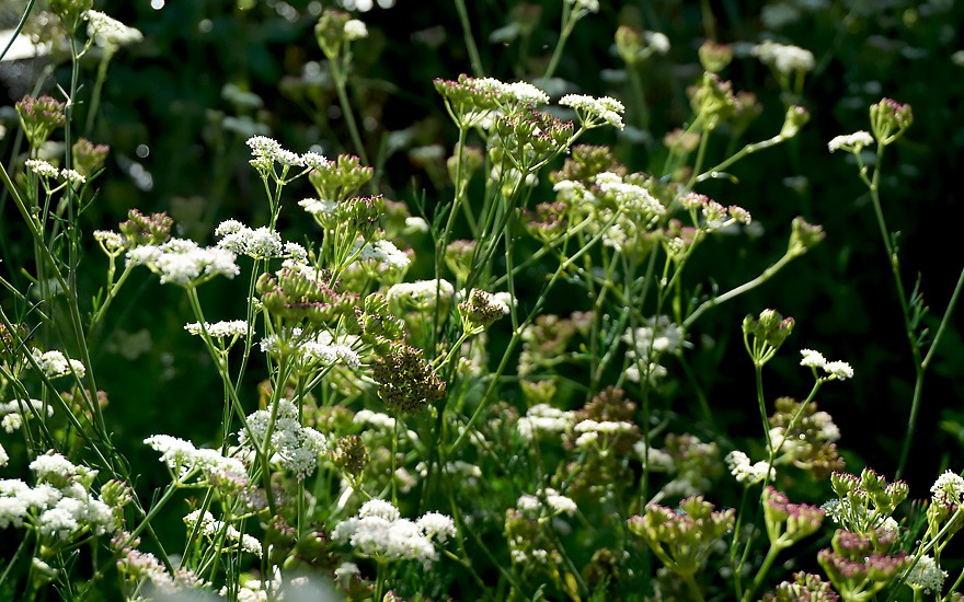 Bergfenchel (Pflanze)