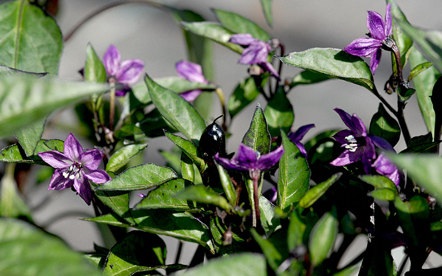 Chili &#039;Peruvian Purple&#039; (Saatgut)