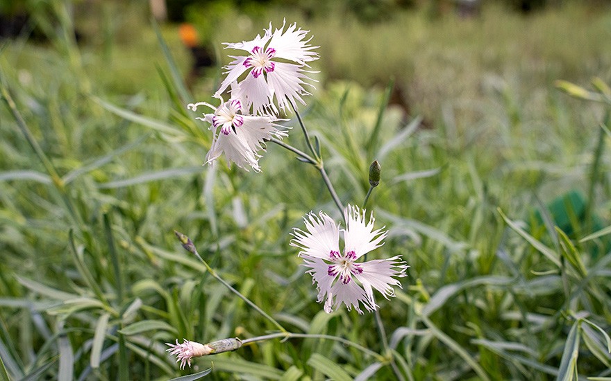 Anatolische Nelke (Pflanze)