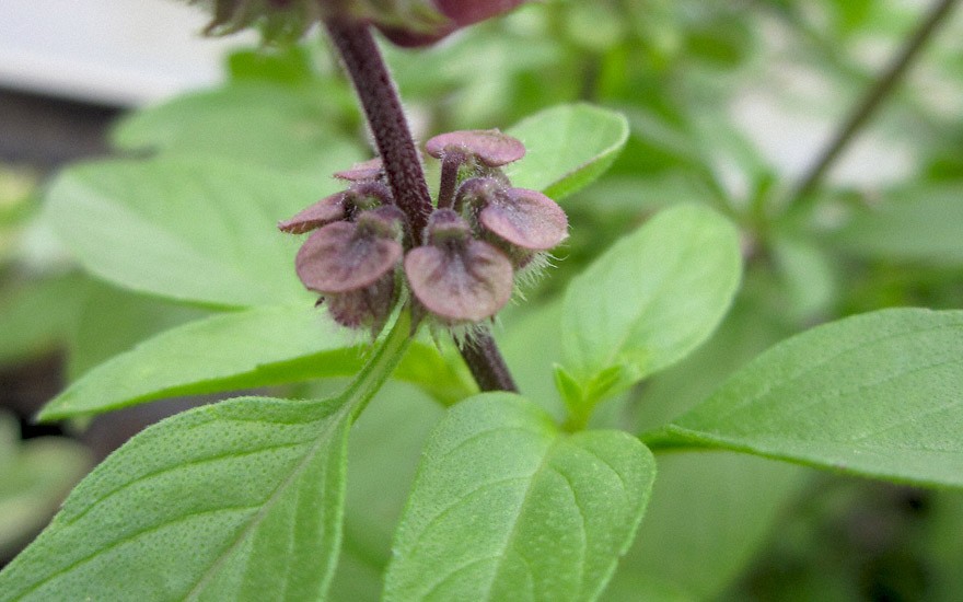 Thai-Basilikum 'Purple Stem' (Horapha) (Saatgut)