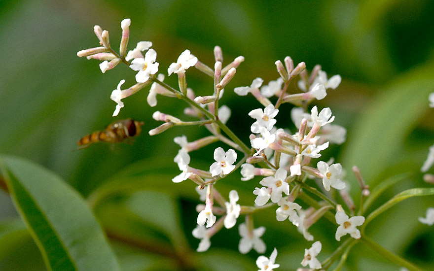 Zitronenverbene, Verveine (Pflanze)