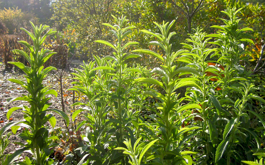 mentha suaveolens variegata Pineapple Mint Plant Plug (Mentha suaveolens 'Variegata')  Fragrant V   Terra Mater Gardens