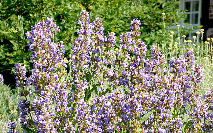 Salbei, blau blühend (Pflanze)