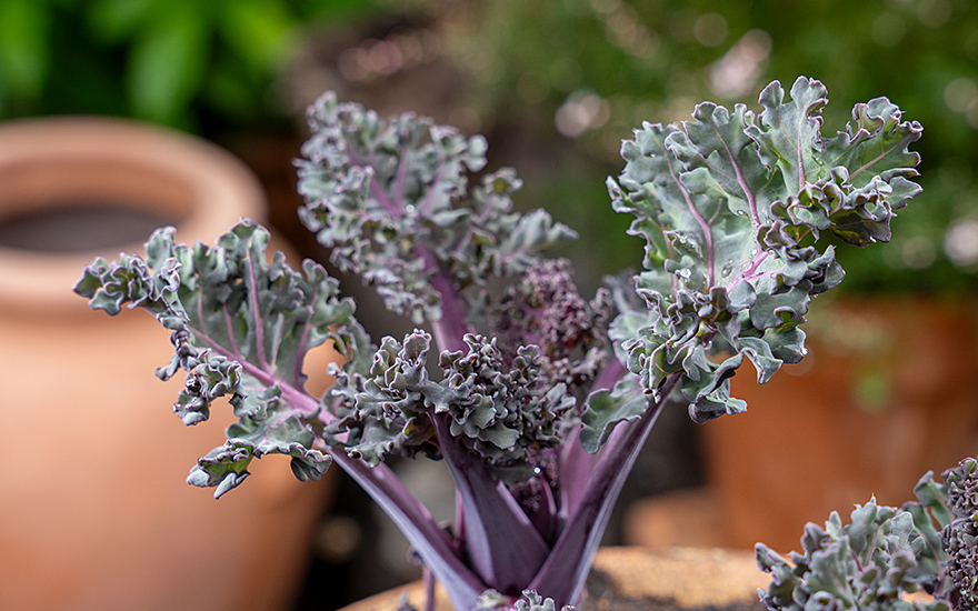 Meerkohl 'Caramba Blue' (Pflanze)