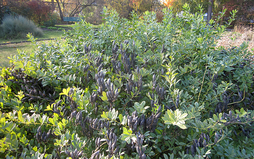 Färberhülse (Saatgut)