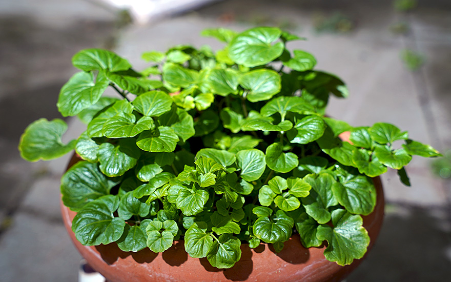 Brunnenkresse, kleinblättrig (Pflanze)