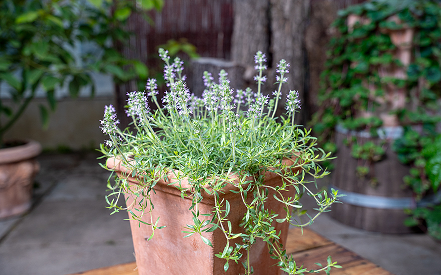 Limonaden-Thymian (Pflanze)