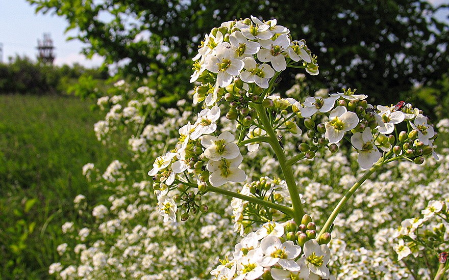 Tatarenkohl (Pflanze)