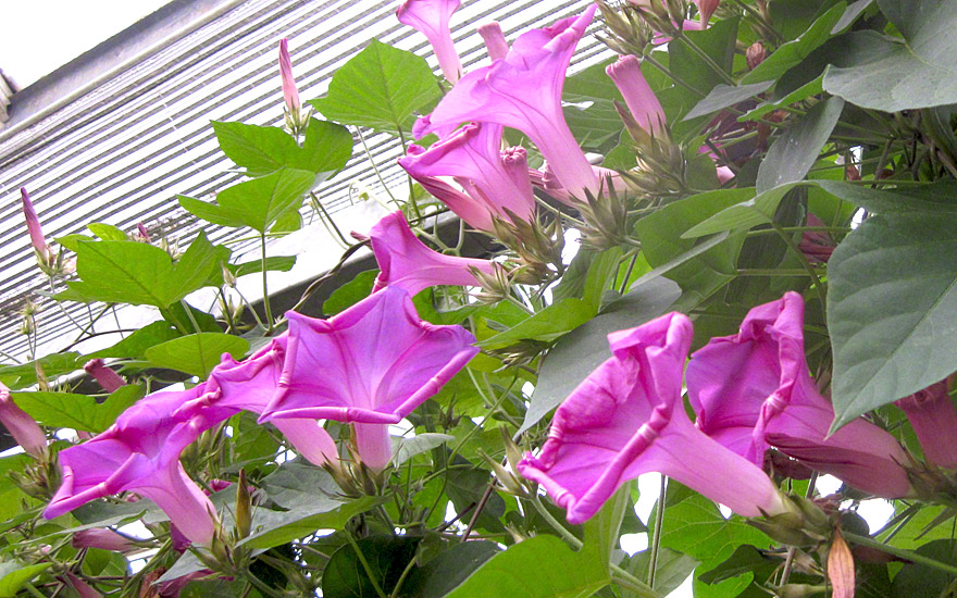 Abends färben sich die Blüten rosa