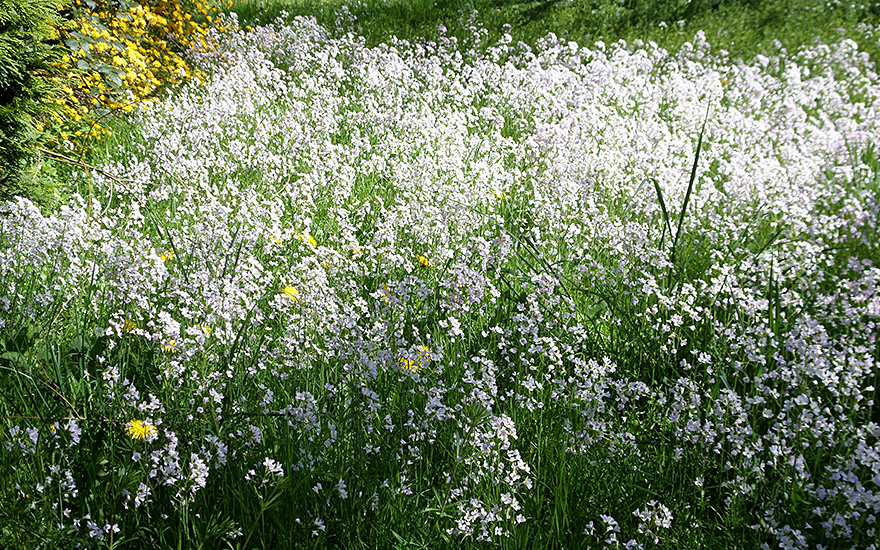 Wiesenschaumkraut (Saatgut)