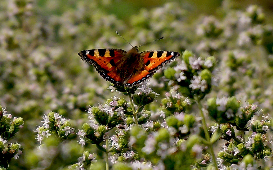 Schmetterlinge mögen auch diesen Origano