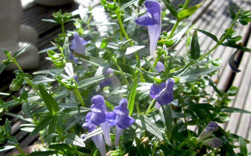 Chines. Helmkraut 'Oriental Blue' (Saatgut)