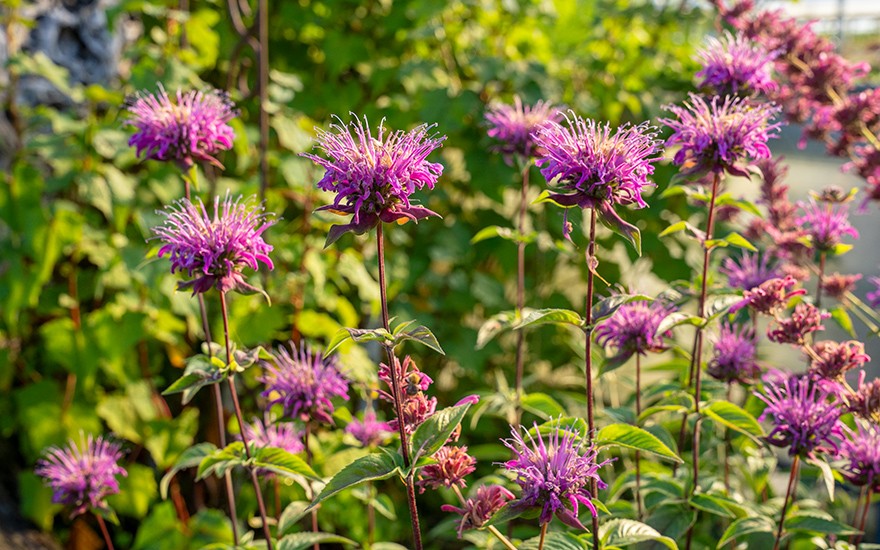 Monarda 'Huckleberry' (Pflanze)