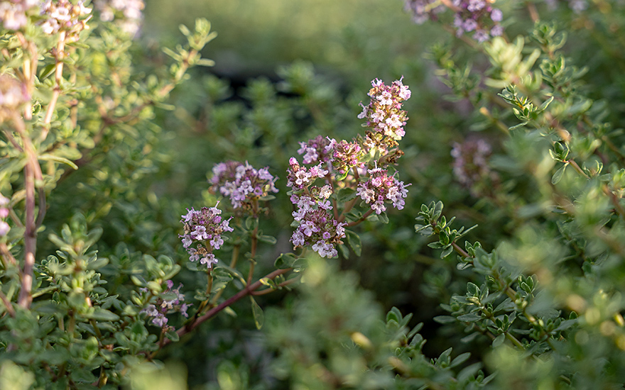 Silberthymian (Pflanze)