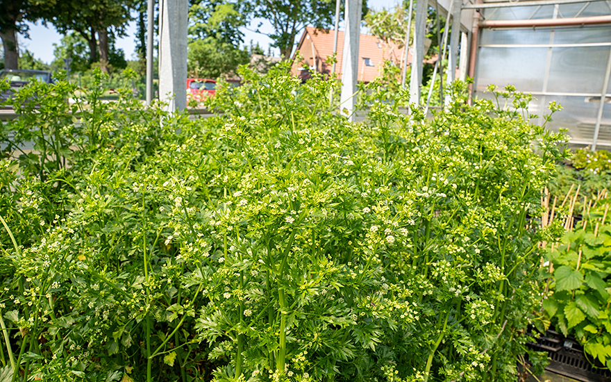 Wilde Sellerie (Saatgut)