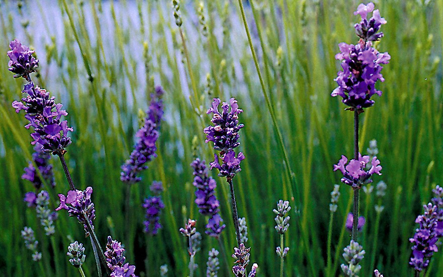 Provence-Lavendel 'Blue Dwarf' (Pflanze)