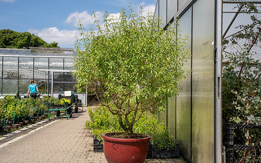 Zitronenverbene, Verveine (Pflanze)
