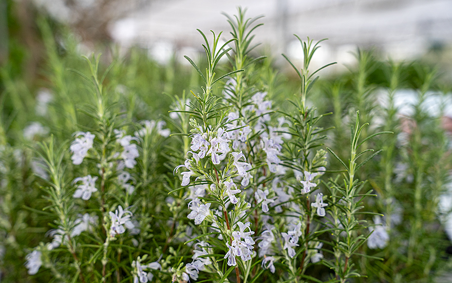 Rosmarin 'Green Ginger' (Pflanze)