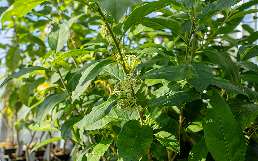 Bitawiri, Bitterblatt (Pflanze)