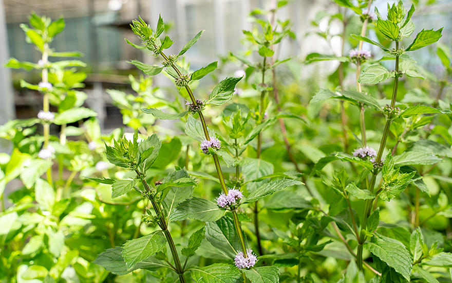 Kärntner Nudelminze (Pflanze)
