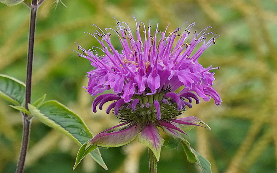Monarda 'Huckleberry' (Pflanze)